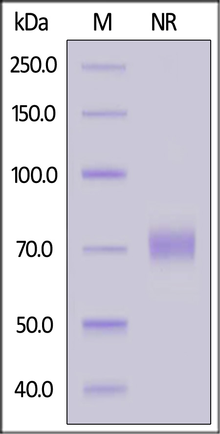 OX40 Ligand SDS-PAGE