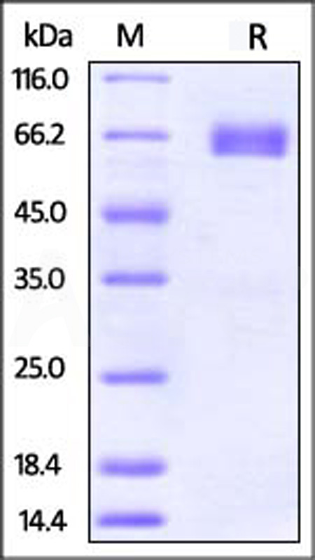 PD2-H52A5-sds