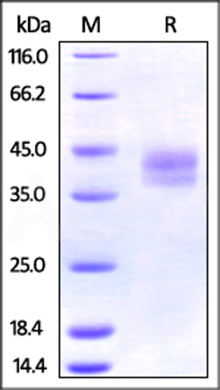 PD2-M52E3-sds