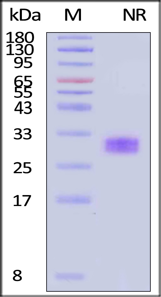 PDA-H5113-sds