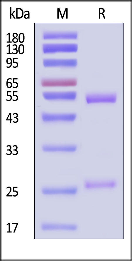 p-tau217 SDS-PAGE