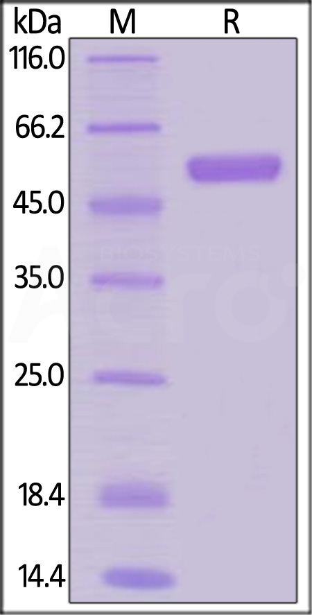 RANK SDS-PAGE