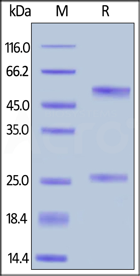 Rituximab SDS-PAGE