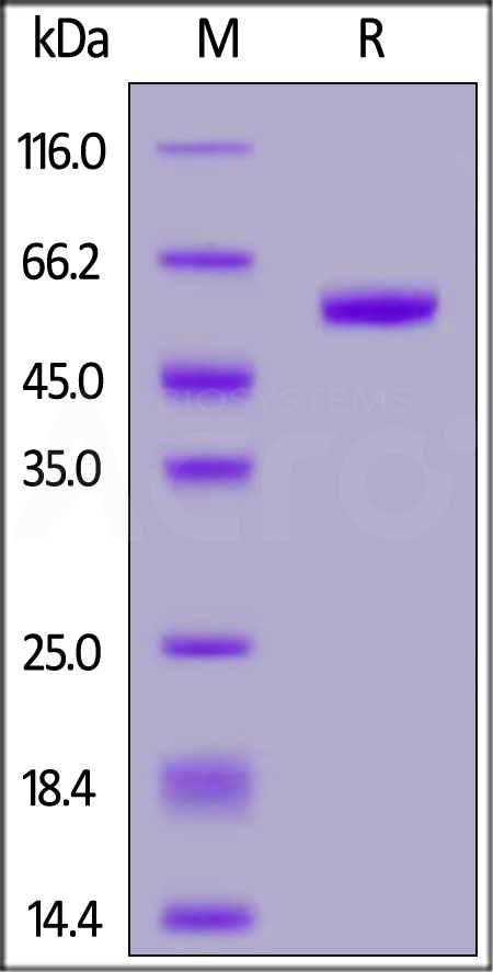 RN3-H5256-sds