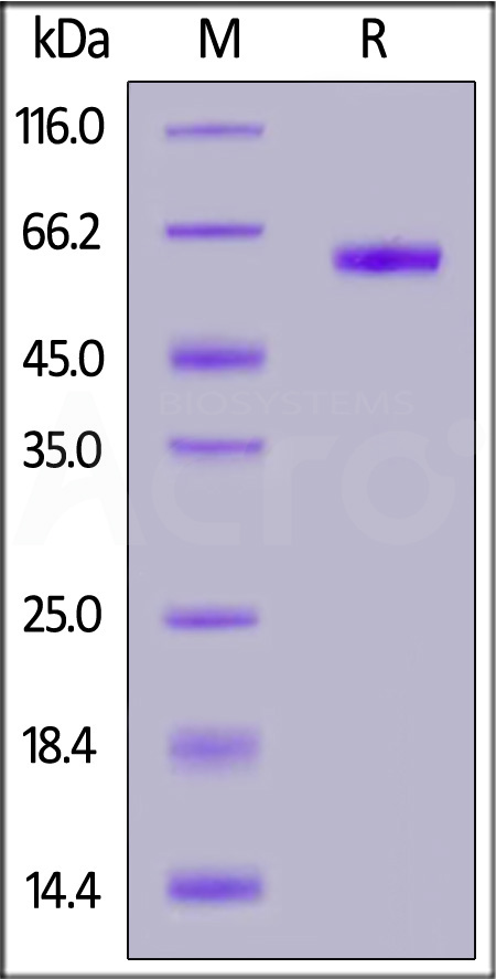 Prefusion glycoprotein F0/pre-F protein (RSV) SDS-PAGE