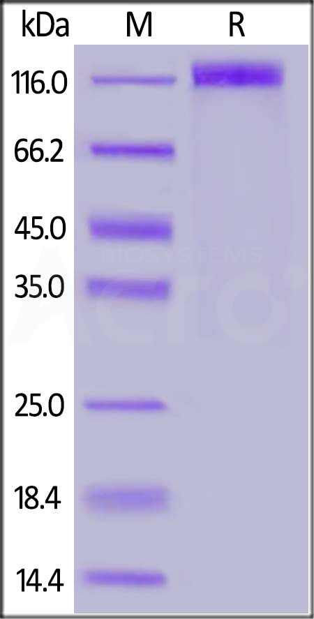 S1N-C5257-sds