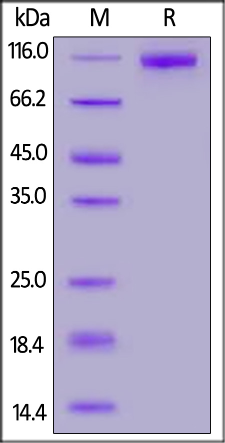 S1N-C52Ha-sds