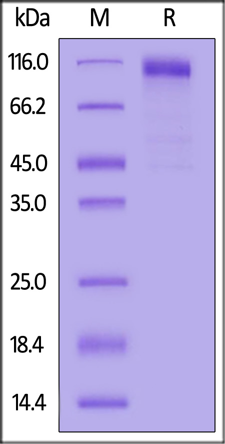 Spike S1 SDS-PAGE