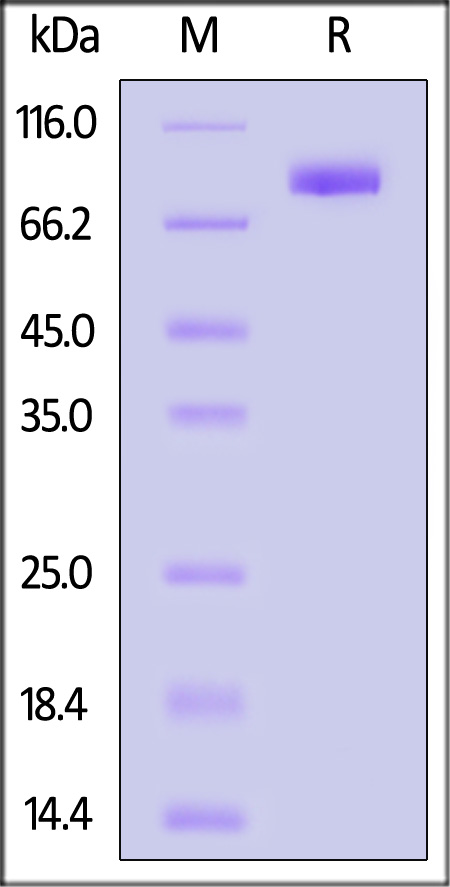 SIRP alphaV2 SDS-PAGE