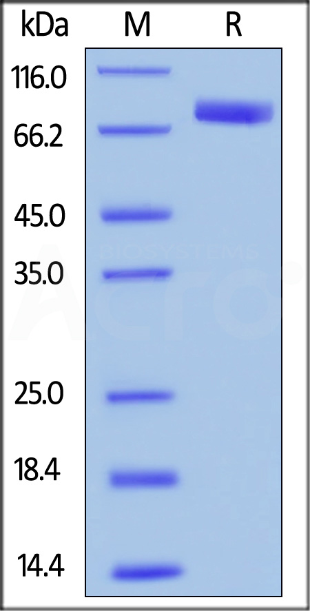 SIRP alpha SDS-PAGE