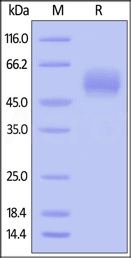 SIRP alpha SDS-PAGE