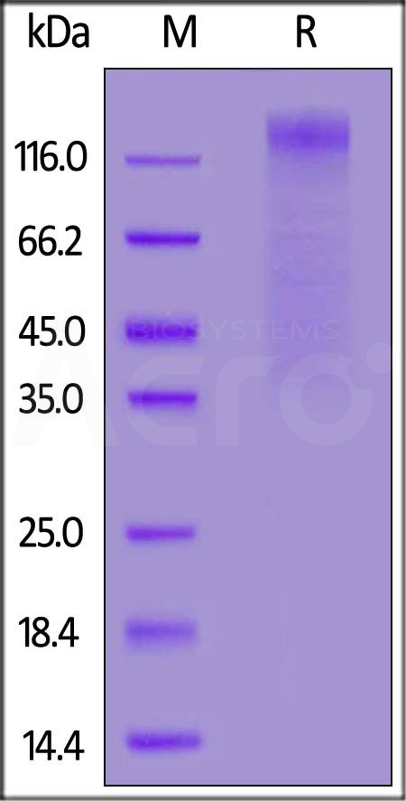 Spike S1 SDS-PAGE