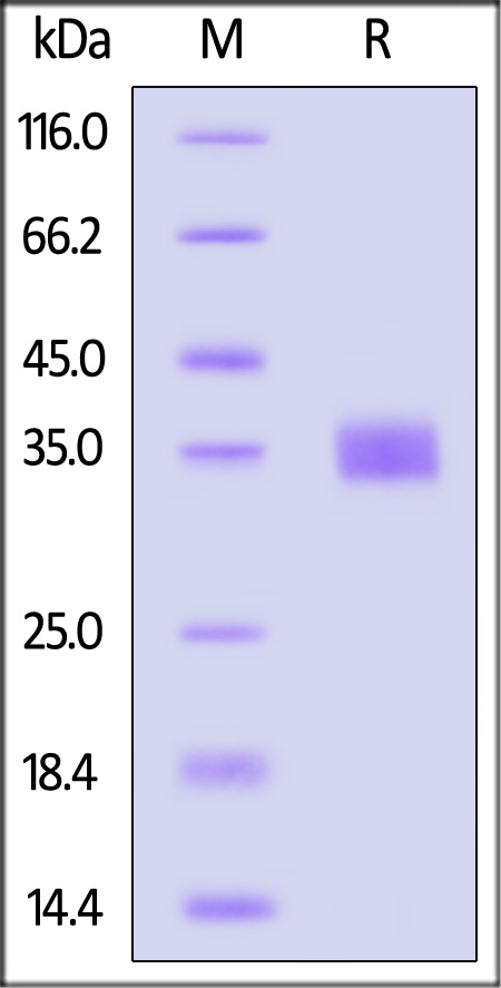 Spike RBD SDS-PAGE