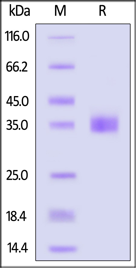 Spike RBD SDS-PAGE