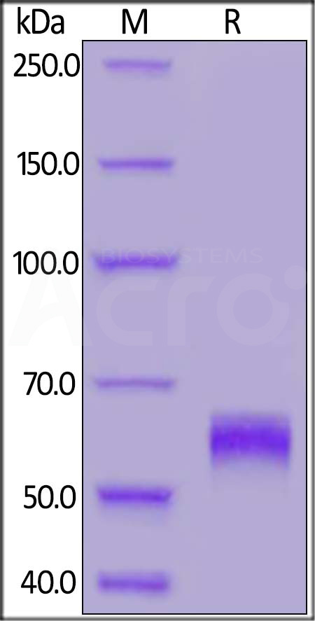 Spike RBD SDS-PAGE