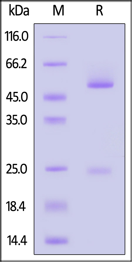 SPD-C73-sds