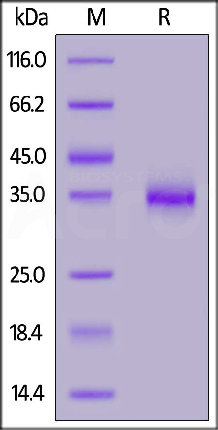 Spike RBD SDS-PAGE