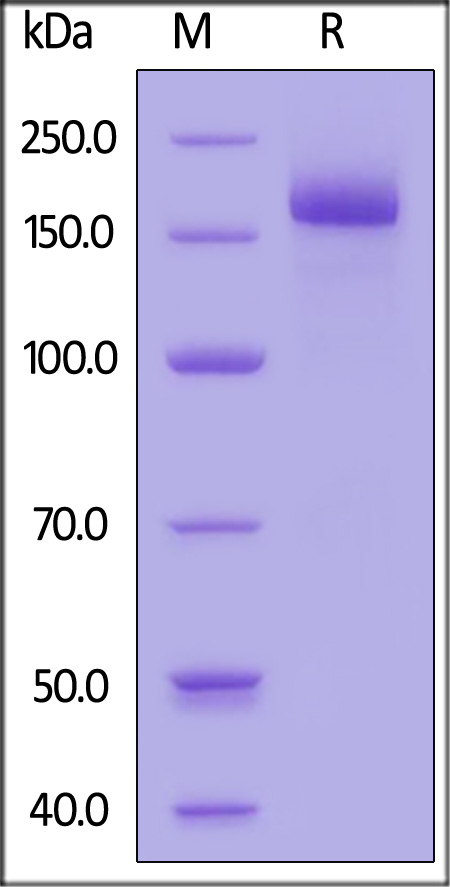 Spike protein SDS-PAGE