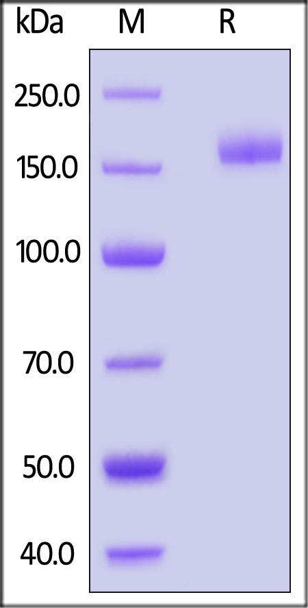 Spike protein SDS-PAGE