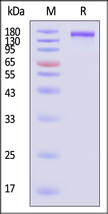 Spike protein SDS-PAGE