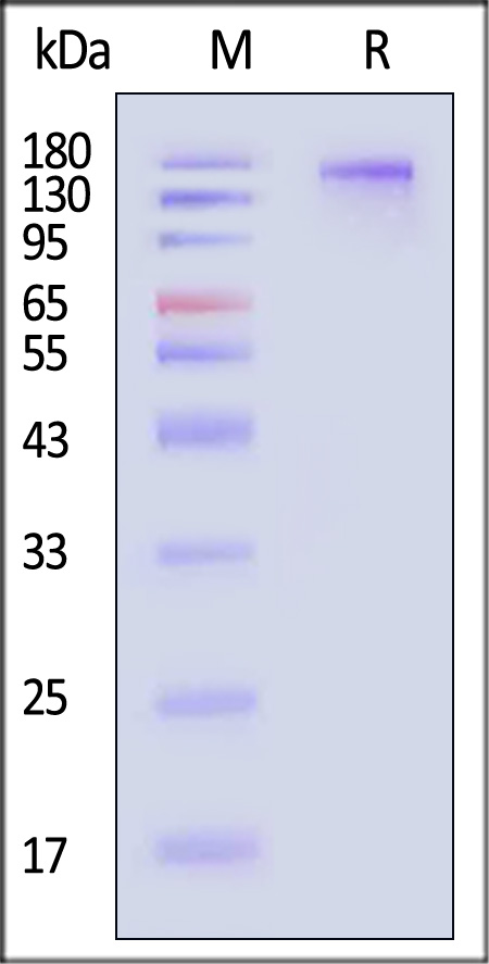 Spike protein SDS-PAGE