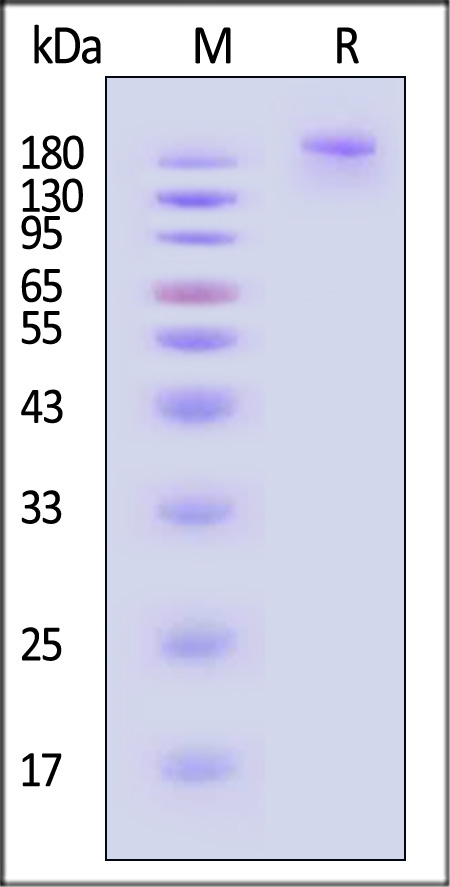 SPN-C524w-sds