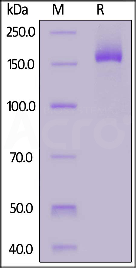 Spike protein SDS-PAGE