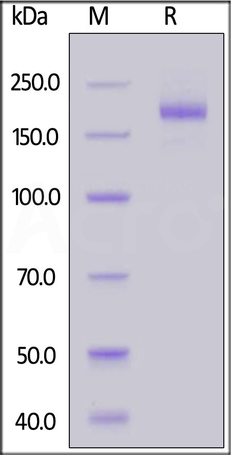 Spike protein SDS-PAGE