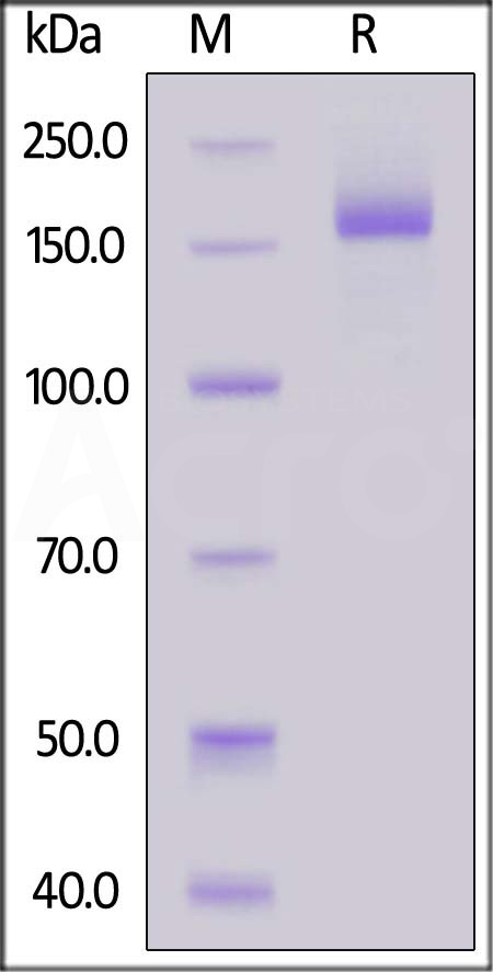 Spike protein SDS-PAGE