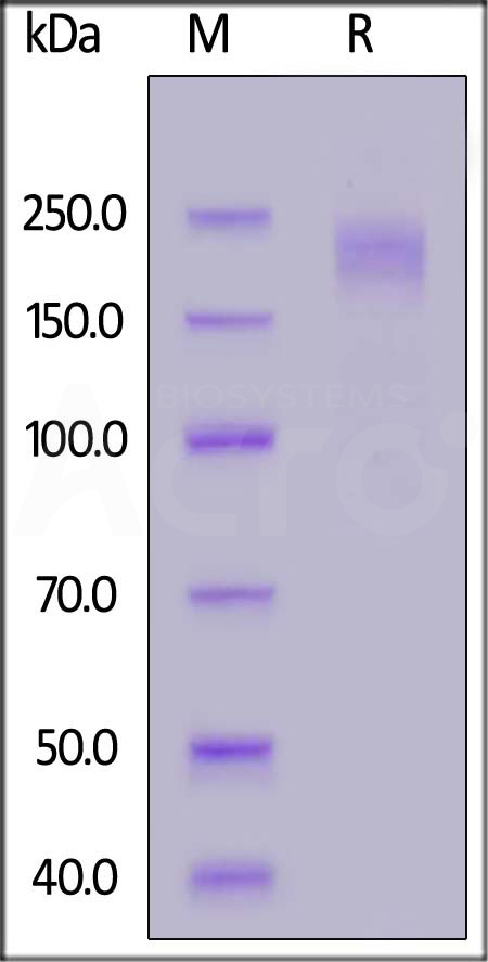 Spike protein SDS-PAGE