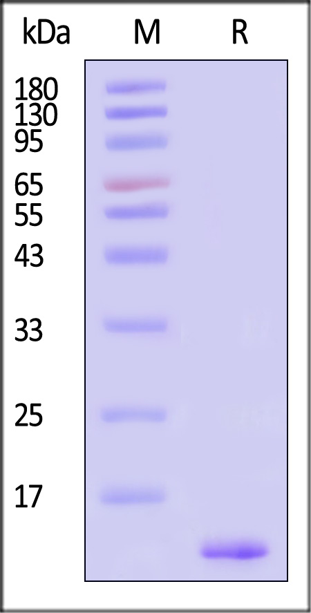 Streptavidin SDS-PAGE