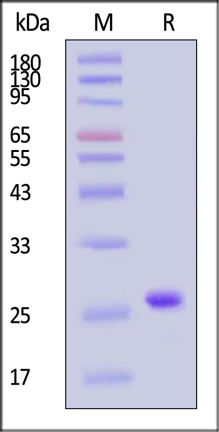 SUMO Protease SDS-PAGE