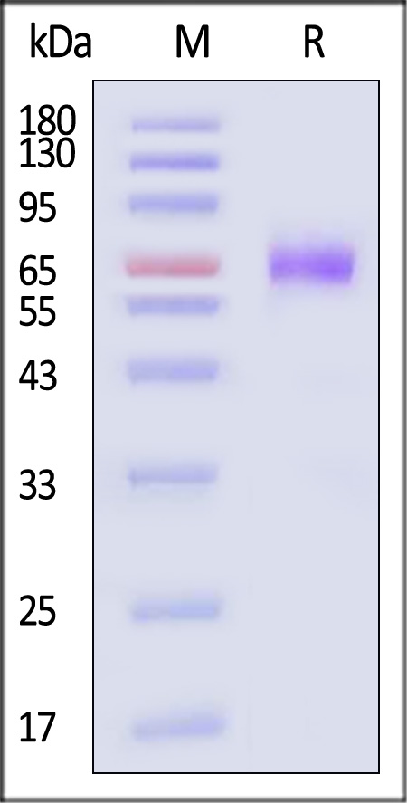 TN2-M5254-sds