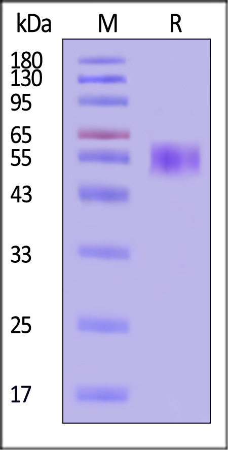 TR4-H5253-sds