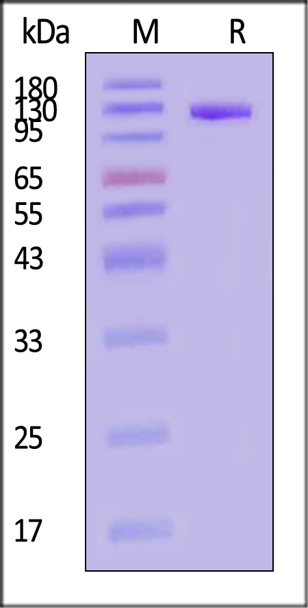 VCAM-1 SDS-PAGE