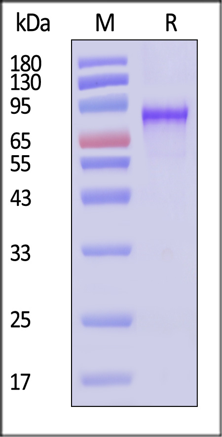 VP1-A5145-sds