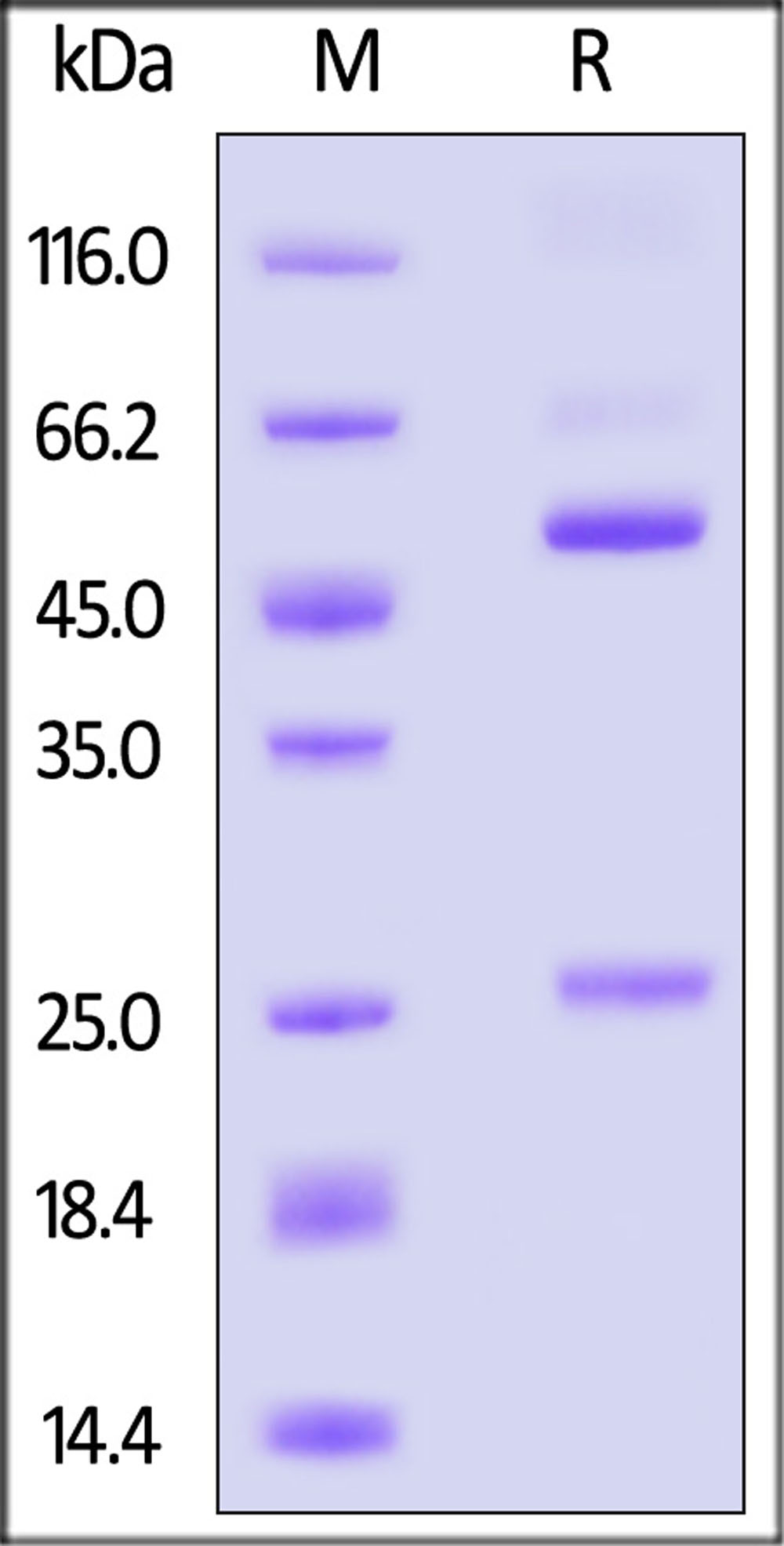 Glycoprotein E/gE (VZV) SDS-PAGE