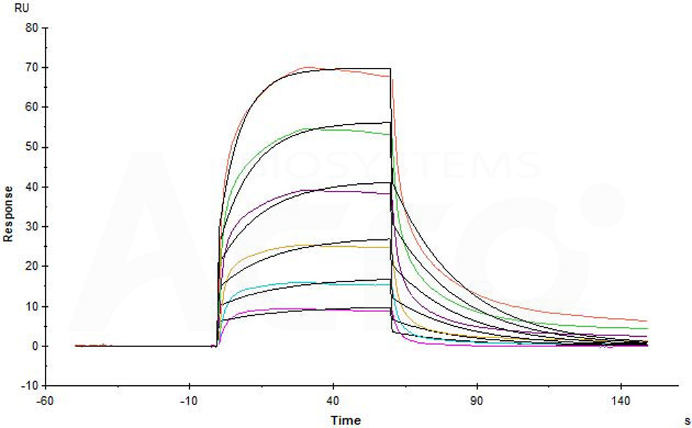 Human_FcRn_Heterodimer_Protein_SPR