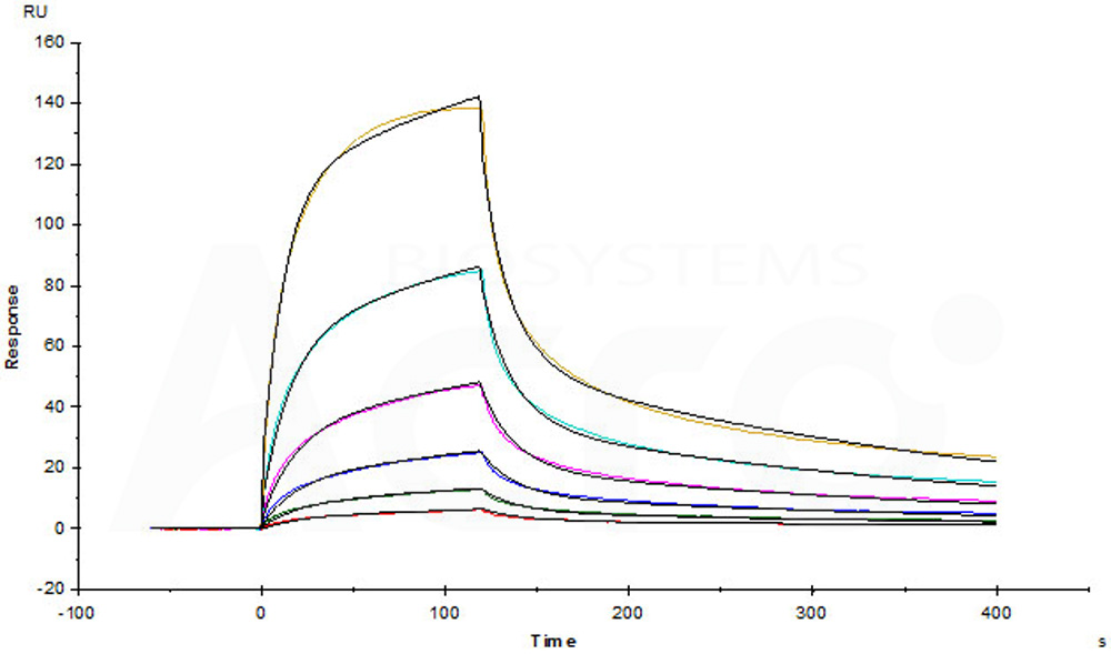 Human_FcRn_Heterodimer_Protein_SPR