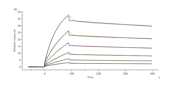  Envelope glycoprotein gp41/gp41 (HIV) SPR