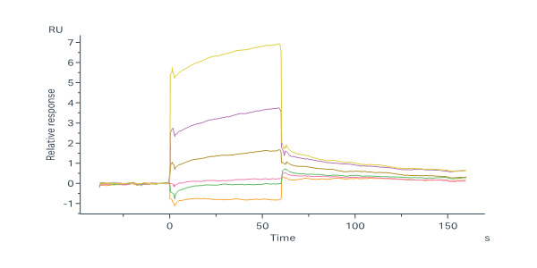  Neuraminidase/NA (Influenza Virus) SPR