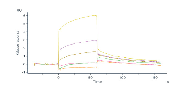  Neuraminidase/NA (Influenza Virus) SPR