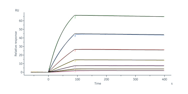  Postfusion glycoprotein F0/post-F protein (NiV) SPR