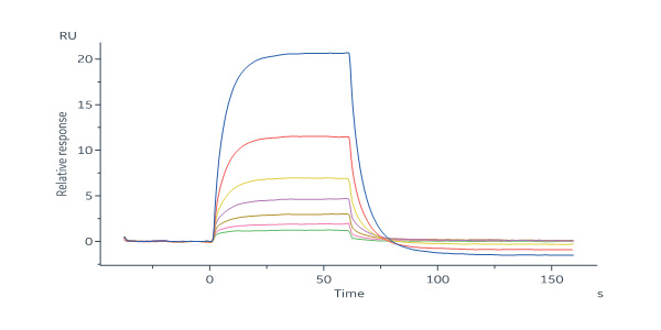  Serum Albumin SPR