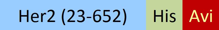 HE2-H82E2-structure