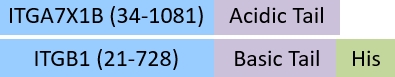 IT1-C52W3-structure