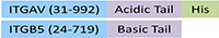 IT5-H52W5-structure