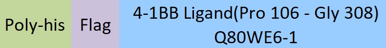 4-1BB Ligand Structure