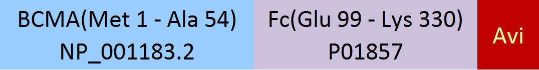 BCMA Structure