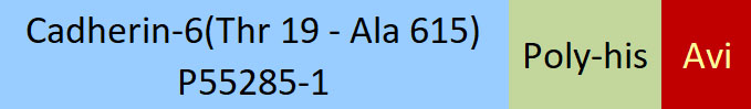 Cadherin-6 Structure